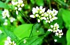 131008-akinounagi4.jpg(6008 byte)