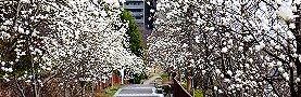 100317-hakumokuren-m.jpg(17112 byte)