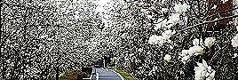 100317-hakumokuren2-m.jpg(17684 byte)