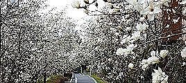 100317-hakumokuren2.jpg(22016 byte)