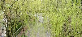 100326-yanagi-namiki.jpg(15710 byte)
