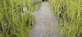 100326-yanagi-namiki2.jpg(14489 byte)