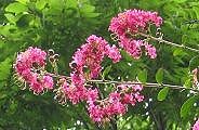 090809-sarusuberi-s.jpg(10491 byte)