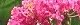 090809-sarusuberi.jpg(1675 byte)