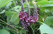 090828-kuzu-s.jpg(9695 byte)