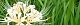090915-higanbana.jpg(1741 byte)