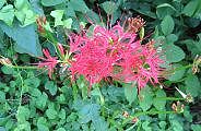 090917-higanbana-s.jpg(10822 byte)