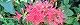 090917-higanbana.jpg(1805 byte)