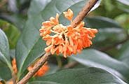 091010-kinmokusei-s.jpg(6671 byte)