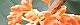 091010-kinmokusei.jpg(1644 byte)