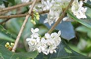091016-haku-mokusei-s.jpg(7787 byte)