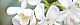 091016-haku-mokusei.jpg(1581 byte)