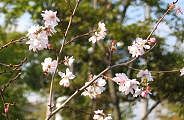 091016-jyu-sakura-s.jpg(9426 byte)