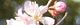 091016-jyu-sakura.jpg(1494 byte)