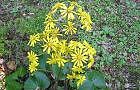 091028-tuwabuki-a.jpg(7419 byte)