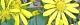 091028-tuwabuki.jpg(1737 byte)