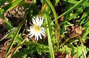 091109-siro-tanpopo-s.jpg(11578 byte)