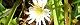 091109-siro-tanpopo.jpg(1871 byte)
