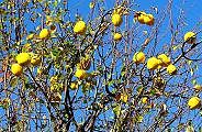 091115-karin-s.jpg(14500 byte)