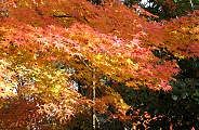 091127-kita-kaede-s.jpg(10997 byte)