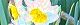 091230-suisen.jpg(1645 byte)