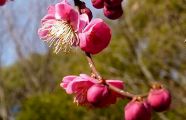 100131-koubai-aka.jpg(6331 byte)