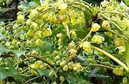 100222-hiragi-nanten-s.jpg(12358 byte)