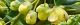 100222-hiragi-nanten.jpg(1639 byte)