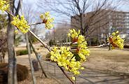 100303-sansyu-s.jpg(8833 byte)