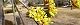 100303-sansyu.jpg(1727 byte)