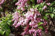 100308-asebi-s.jpg(11605 byte)