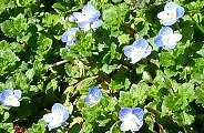 100311-ooinunohuguri-s.jpg(13082 byte)