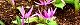 100316-katakuri.jpg(1962 byte)