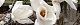 100317-hakumokuren.jpg(1685 byte)