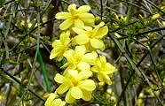 100319-oubai-m.jpg(10870 byte)