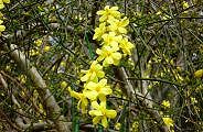 100319-oubai-s.jpg(11956 byte)