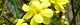 100319-oubai.jpg(1711 byte)