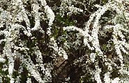 100319-yukiyana-s.jpg(13817 byte)