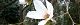100329-kobusi.jpg(1625 byte)