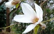 100329-kobusi2.jpg(6927 byte)
