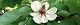 090520-hoonoki-s.jpg(1599 byte)