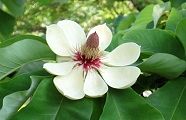 090520-hoonoki.jpg(7182 byte)