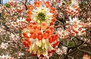 100326-mitumata-2.jpg(11766 byte)