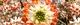 100326-mitumata-s.jpg(1786 byte)