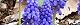 100329-musukari-s.jpg(1875 byte)