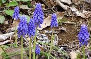 100329-musukari.jpg(12891 byte)