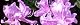 100406-tutuzi-s.jpg(1872 byte)