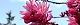 100411-kikumomo-s.jpg(1700 byte)
