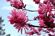 100411-kikumomo.jpg(9719 byte)