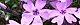 100411-sibasakura-s.jpg(1862 byte)